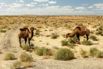 two bactrian camels near the road in the steppes of kazakhstan, Aral