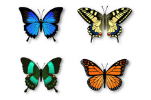 Set Of Colorful Butterflies