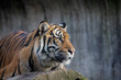 Portrait of sumatran tiger. Panthera tigris sumatrae.