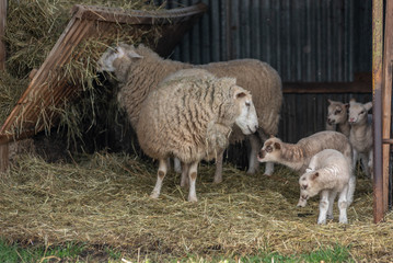 Wall Mural - Moutons dans une bergerie