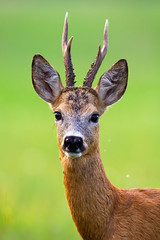 Wall Mural - alert roe deer, capreolus capreolus, buck with big antlers looking into camera in summer nature. clo