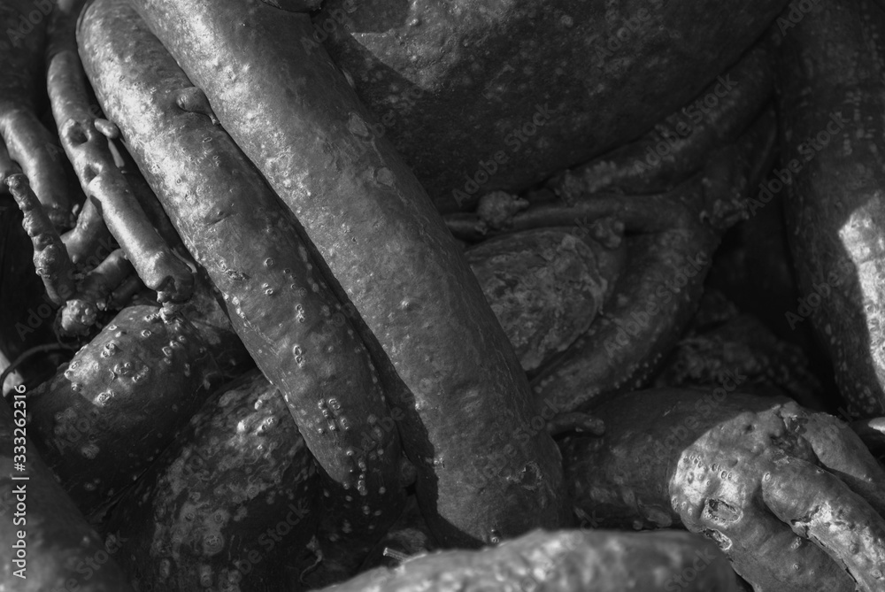 dark tree roots on forest ground, roots texture background. For designer.