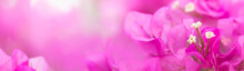 Close Up Nature Beautiful View Pink Bougainvillea On Blurred Greenery Background Under Sunlight With Bokeh And Copy Space Using As Background Natural Plants Landscape, Ecology Cover Page Concept.
