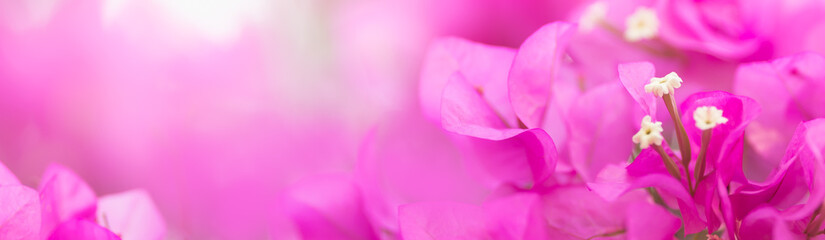 Close up nature beautiful view pink Bougainvillea on blurred greenery background under sunlight with bokeh and copy space using as background natural plants landscape, ecology cover page concept.