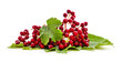 Red berries of viburnum with green leaf.