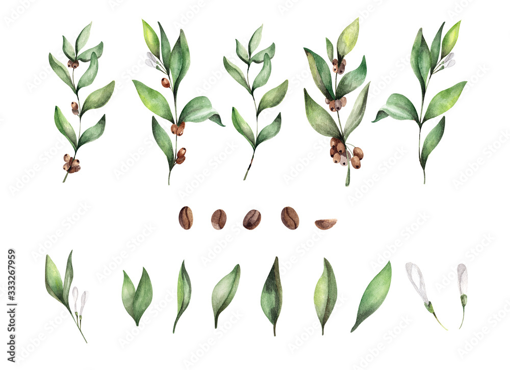 Watercolor illustration of green coffee branches, leaves and grains ...