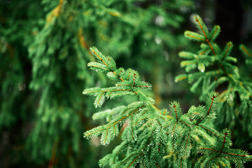 a fur tree branch in the forest