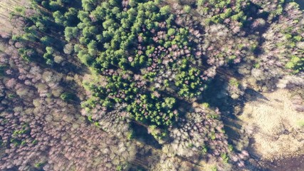 Wall Mural - Aerial top down view – flying over green wood. Slow landing in forest