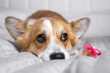 Fototapeta Psy - Cute welsh corgi pembroke or cardigan lies on white bed with pacifier. Pregnant dog is waiting for puppies. Preparing and anticipation of children in a house with pets. Change, new order and rules.