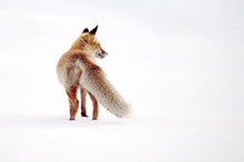 Wild Fox In Winter Natural Habitat