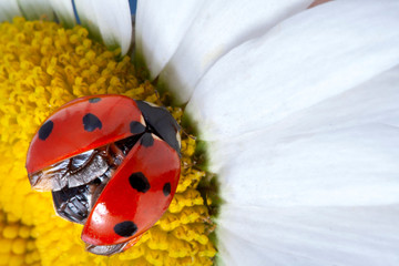 Wall Mural - red ladybug on camomile flower, ladybird creeps on stem of plant in spring in garden in summer