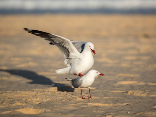 Wall Mural - Seagulls on the beach, Bondi Beach Australia