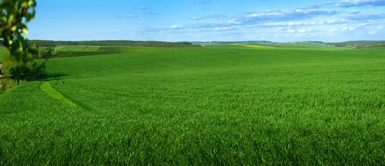 Fotomurales - Panoramic view of weaves of green field with blue sky