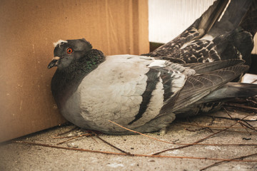 Curious, mad and upset couple pigeons, sitting on the balcony and building a fresh nest for the future eggs