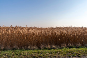 Reed grass, reed pipe in front of a blue sky