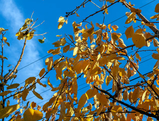 yellow leaves on an autumn tree