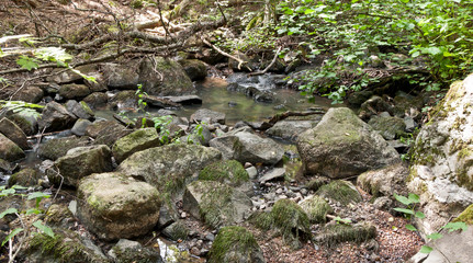 stream in forest