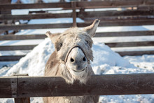 Cute Little Grey Donkey In A Farmer's Paddock Looks At The Camera In Winter