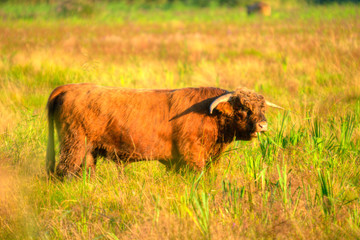 cows in field