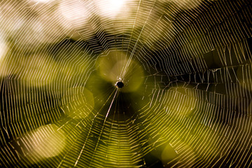 spider web