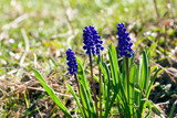 Fototapeta Lawenda - little blue flowers
