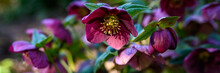Maroon Hellebore, Lenten Rose, Blooming In A Woodland Garden