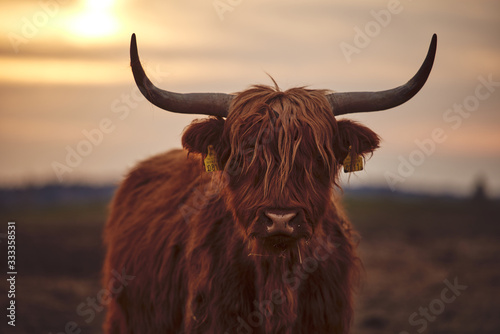 Young Scottish Highland Beef Cattle closeup Poster Mural XXL
