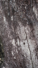 Selective focus, old rustic wood texture with natural pattern, surface nature for background