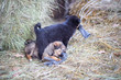 puppies playing in the hay