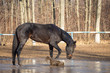 black horse at the watering hole