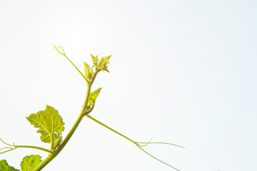 Wall Mural - Close up treetop of pumpkin vine against clearly blue sky background