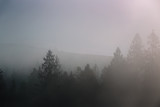 Fototapeta Na ścianę - Fog over spruce forest trees at early morning. Dark spruce trees silhouettes on mountain hill.