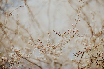 Poster - Frühling - Äste mit Knospen