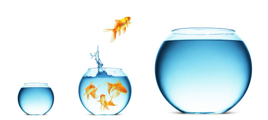 Canvas Print - goldfish jumping out of the water