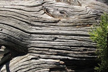 Old wood texture. Pine. Log. Background