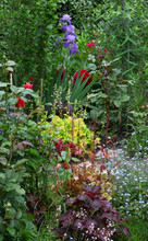 View Of A Perennial Cottage Garden With Lots Of Different Plants Such As Roses, Iris And Colorful Heuchera
