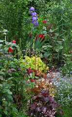 Wall Mural - View of a perennial cottage garden with lots of different plants such as roses, iris and colorful heuchera