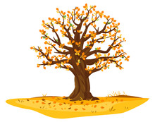 One Wide Massive Old Oak Tree With Orange Leaves And Acorns Isolated Illustration, Majestic Oak With A Rough Trunk And Big Crown On Ground Among Fallen Leaves
