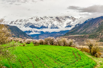 Nyingchi (Linzhi) landscape with peach blossoms in Tibet China. 