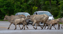 Herds Of Cattle Crossing The Road In Thailand. Causing Traffic Jams