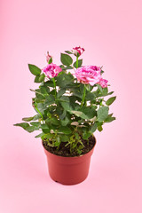 Wall Mural - Houseplant in flowerpot, roses with pink color petals, indoor flowers in pot on pink background