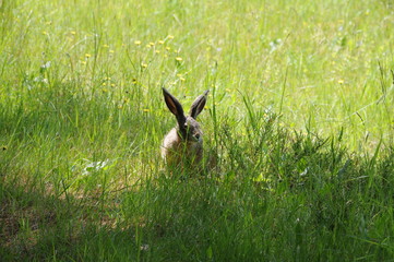 European hare (Lepus europaeus), also known as the brown hare and flowers