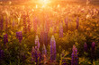 © ver0nicka - beautiful blue and violet lupines in rural field at sunrise (sunset). natural floral background