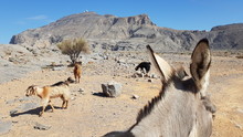 Tierische Besucher Auf Dem Jebel Harim