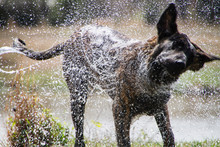 Wet Dog Shaking Off Water After Swim Or Bath Closeup