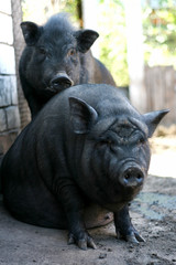 Vietnamese black bast-bellied pig. Herbivore pigs a