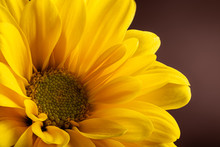 Closeup Of Beautiful Yellow Daisy