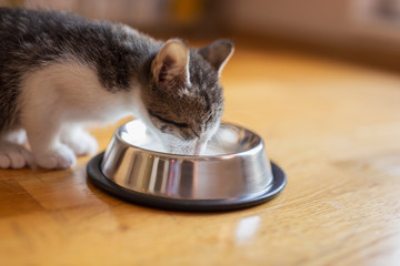 Sticker - Kitten licking milk