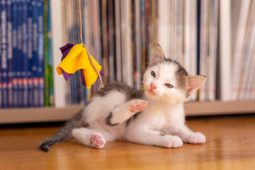 Wall Mural - Kitten playing at home