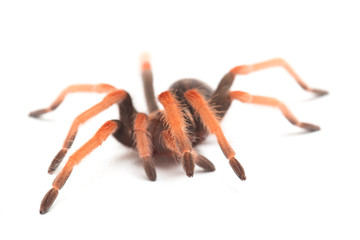 Mexican Fireleg Tarantula (Brachypelma boehmei) isolated on white background